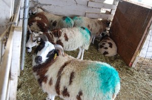 marked ewes