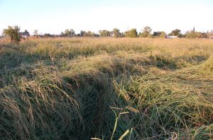 Pasture plot, north view before grazing