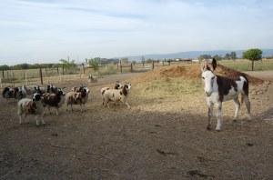Sheep investigating Amaryllis