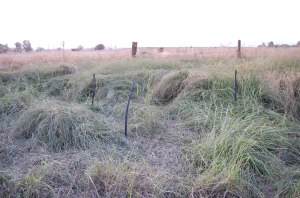 West view 24 hours later