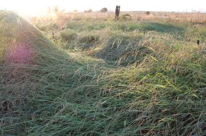 West view of sample plot in pasture
