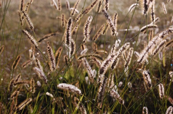 dew-on-foxtail21