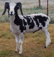 moonshine Moonshine, ram lamb