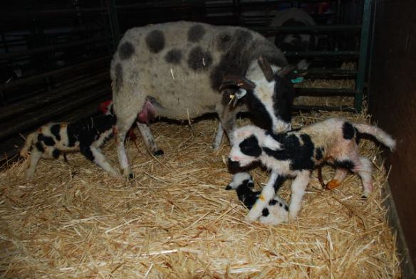 913-915-1-2 913-915-1-2