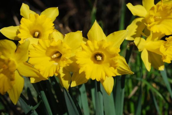 daffodils-2