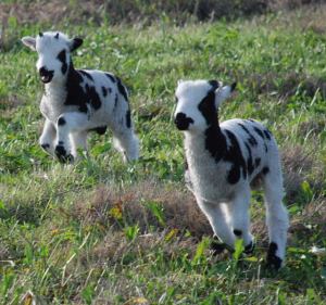 Its playtime in the pasture!