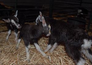 Today's triplet bucks.