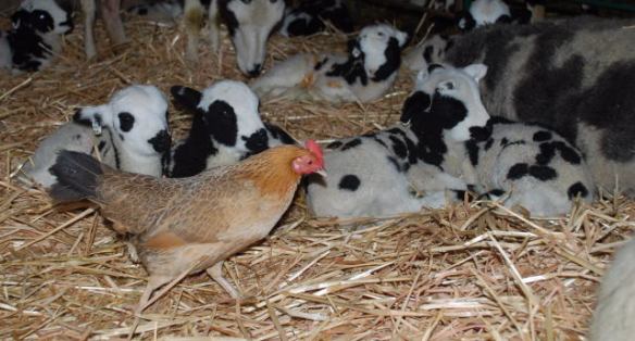 Just as I was going to take this photo of 4 lambs the chicken walked in front.