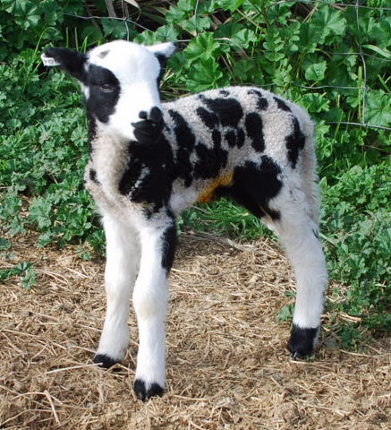 904-w1 This is a flashy ram lamb out of a lilac ewe and Meridian Ranger.