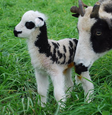 912-w1 Meridian Diamond and one of her twin ewe lambs sired by Chicory Lane Houdini.