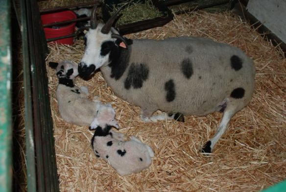 Meridian Suzanne and her twins