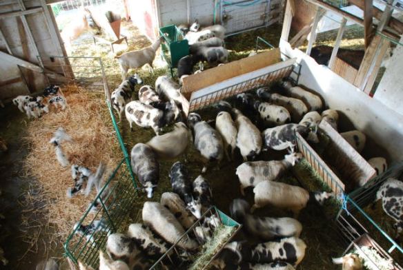 Here is the other side of the barn with the ewes still waiting to lamb.  