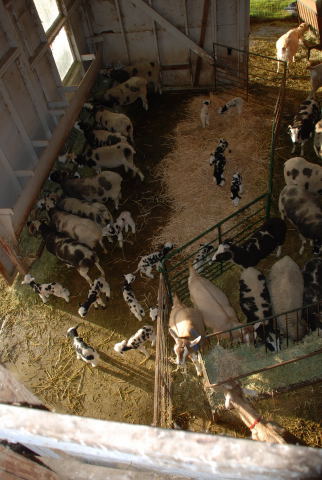 This is how my barn looks from above. I've been moving ewes and lambs out of the jugs quickly.