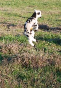 jumping-lamb-1-w