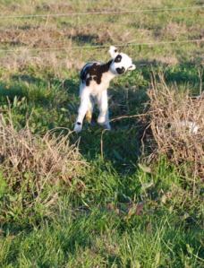 jumping-lamb-2-w1