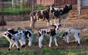 Hanginb out with Dad (across the fence)