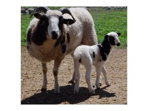 eliza-and-lamb2 eliza-and-lamb2