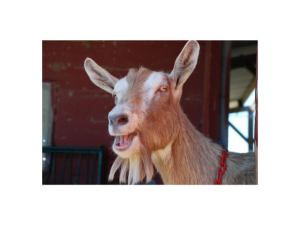 goat-stephanie goat-stephanie