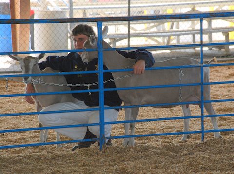 chris-goats chris-goats