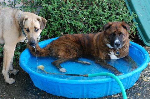 sam & guiness-3 sam & guiness-3