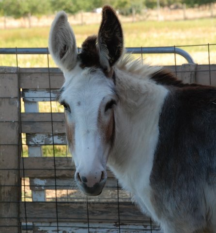 amaryllis-1-w amaryllis-1-w