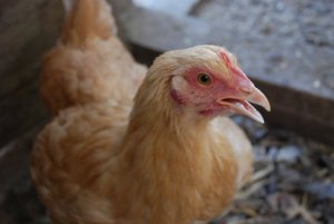 hot chicken-2 hot chicken-2