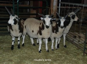 houdini lambs-w houdini lambs-w