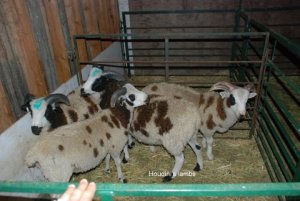 houdini lambs2-w houdini lambs2-w