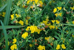 trefoil close-w trefoil close-w