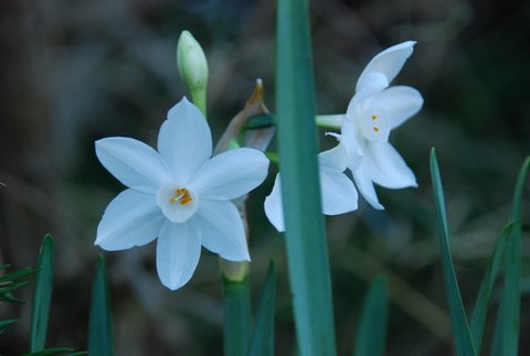 11-09 narcissus-w