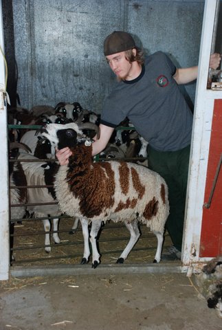 shearing1-w