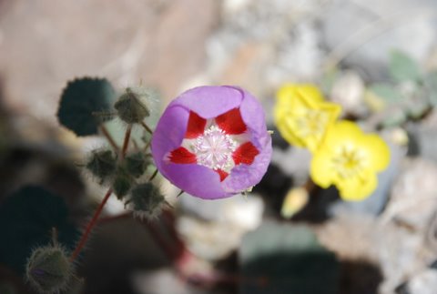 DSC_0149-desert five-spot-w