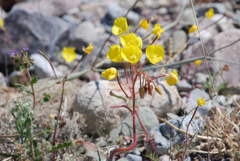 DSC_0155-golden evening-primrose-w