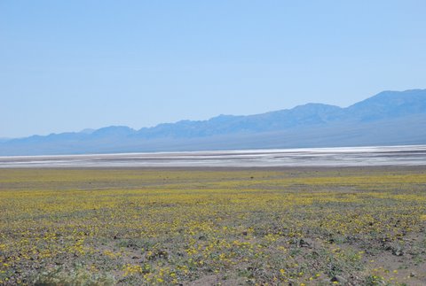 DSC_0208-desert gold-w