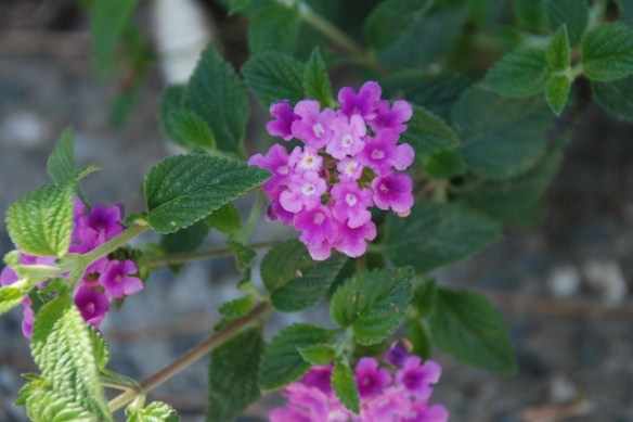Lantana