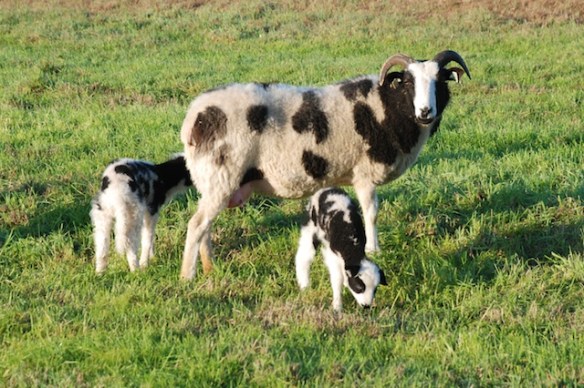 11057 Alison and lambs
