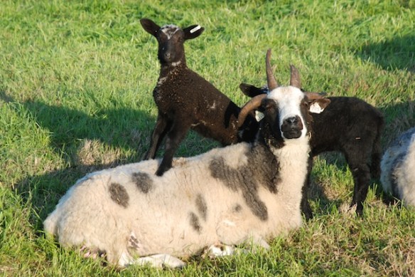 945 Sweetie and lambs