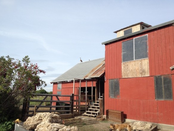 Goose on barn roof