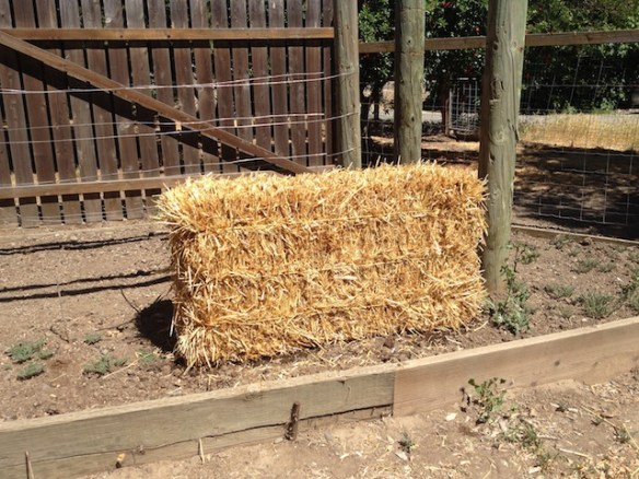 straw bale garden