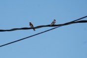 swallows