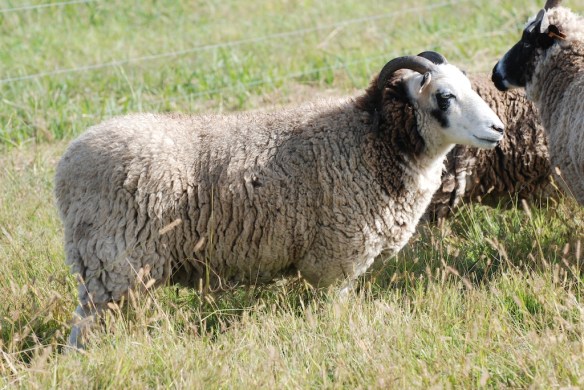 PD Cassandra, 4 years