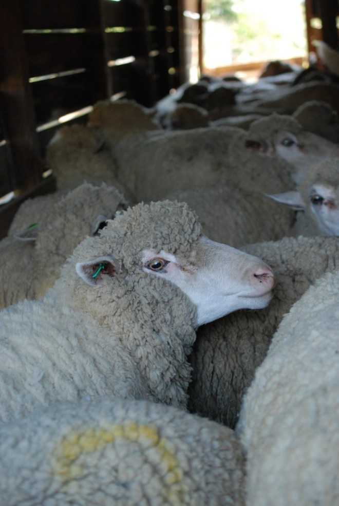 Timm Ranch ewe
