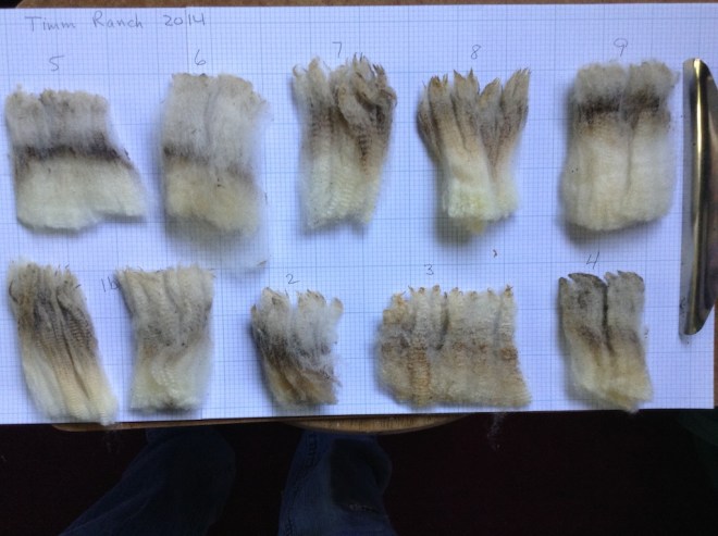 Timm Ranch wool