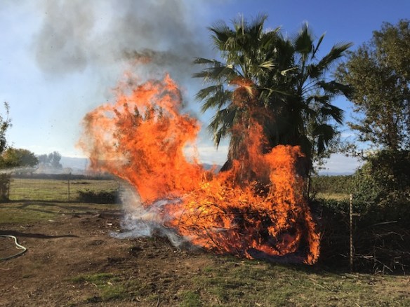 burning blackberries