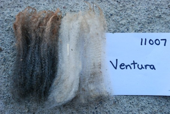 Ventura 11007 fleece