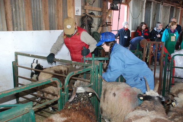Stephany and Ginna, sheep wranglers