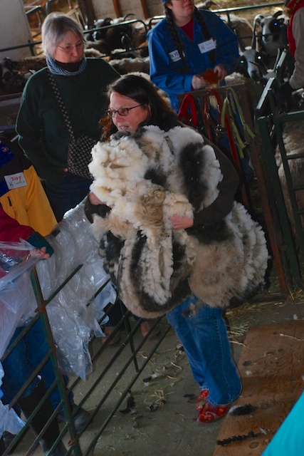 Mary scooping fleeces