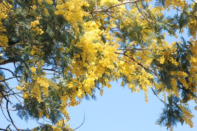 acacia