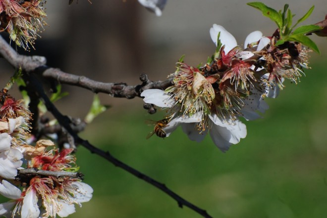 almond and bee
