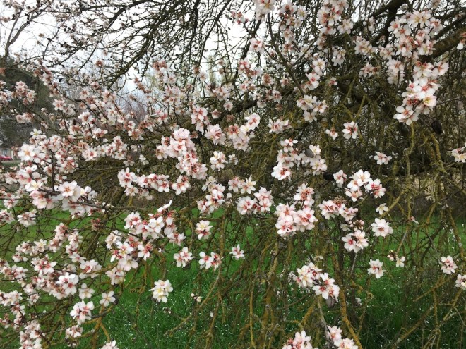 almond flowers